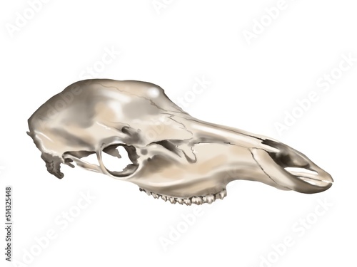 Watercolor illustration of a horse's skull. realistic animal skull