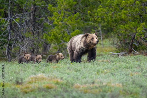 Obraz na plátne Blondie and Cubs in Grand Teton National Park