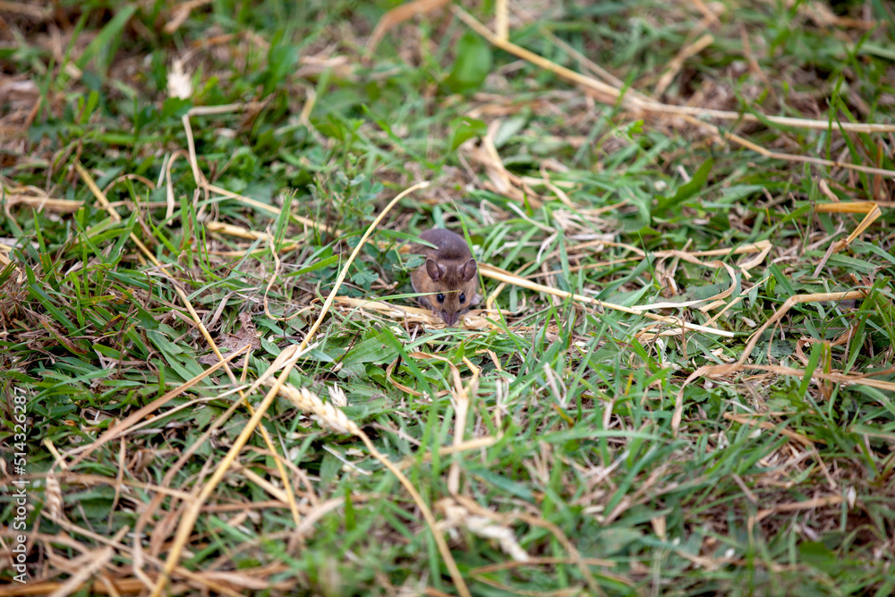 A field mouse in a farmer's field. A field mouse in a farmer's field.