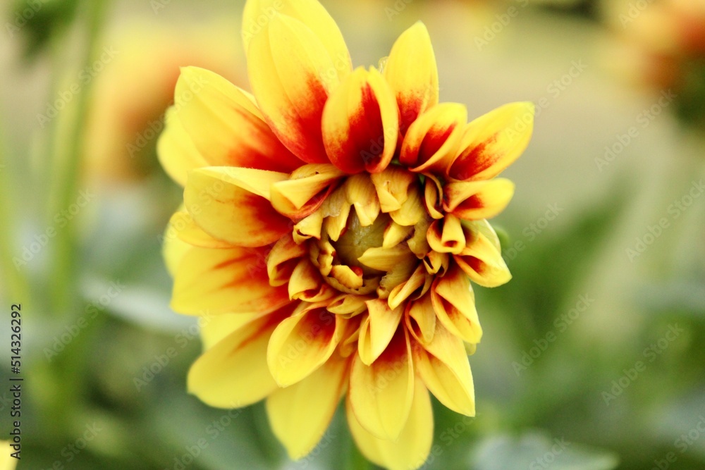 Fototapeta premium Blooming Dahlia Flower 