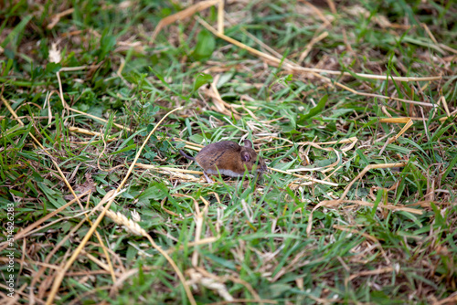 A field mouse in a farmer's field.