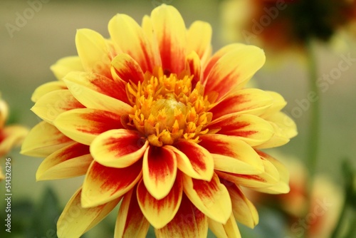 orange dahlia flower