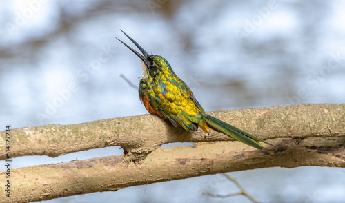 Galbula ruficauda - Jacamar colirrufo photo