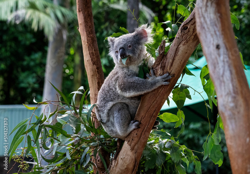 Photography Koala ( Phascolarctos cinereus)