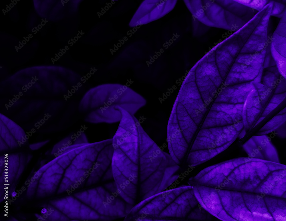 Obraz premium Beautiful abstract blue and purple flowers on black background, black flower frame, dark leaves texture, purple background, purple background, flowers for Christmas and valentine celebrations