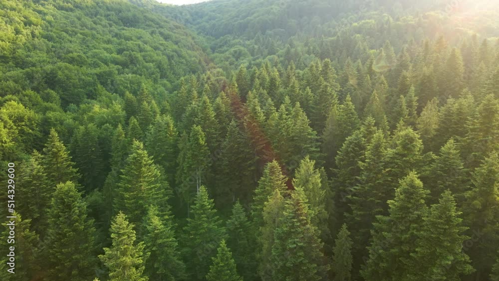Aerial view of green pine forest with dark spruce trees. Nothern woodland scenery from above