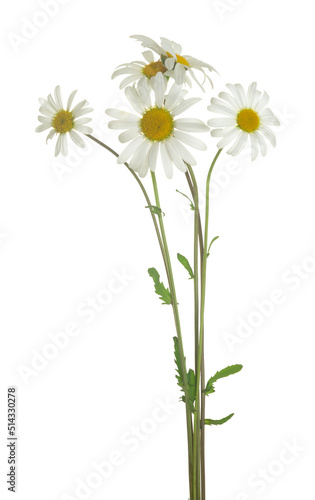 Blooming oxeye daisies, Leucanthemum vulgare isolated on white background