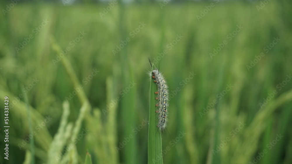 A caterpillar clinging to a Paddy plant that has started to sprout paddy seeds