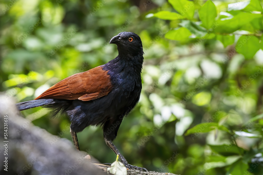 The greater coucal or crow pheasant perching on the stone , Thailand The greater coucal or crow pheasant perching on the stone , Thailand