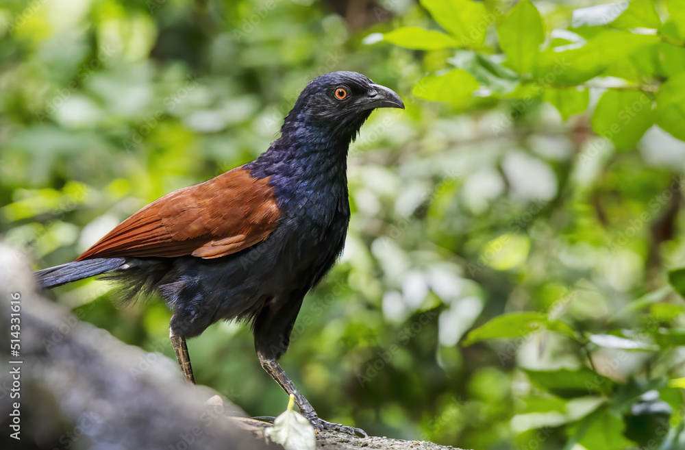 Fototapeta premium The greater coucal or crow pheasant perching on the stone , Thailand
