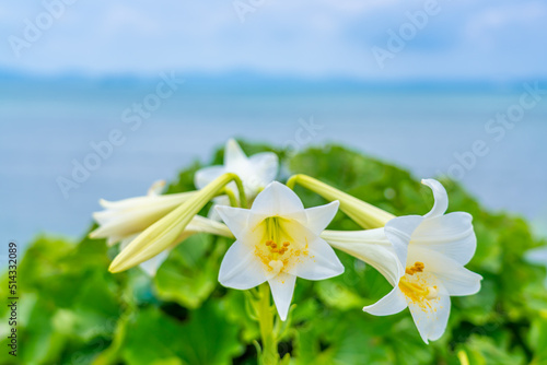 ユリの花と沖縄の海 © takusan