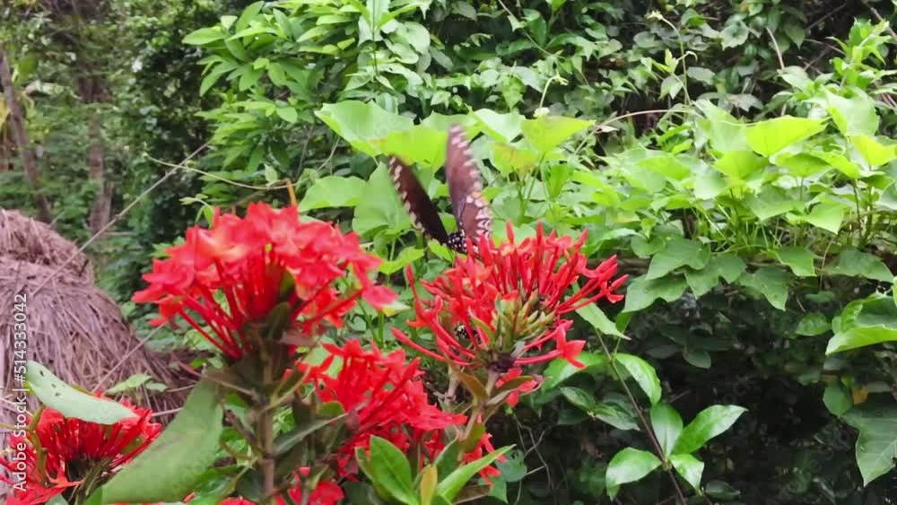 Butterfly Collecting pollen From flowers. Butterfly Collecting pollen From flowers.