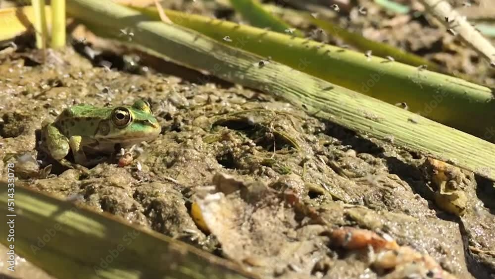 Video „frog, amphibian, insect, attack, hunting, tongue, wildlife, eye ...