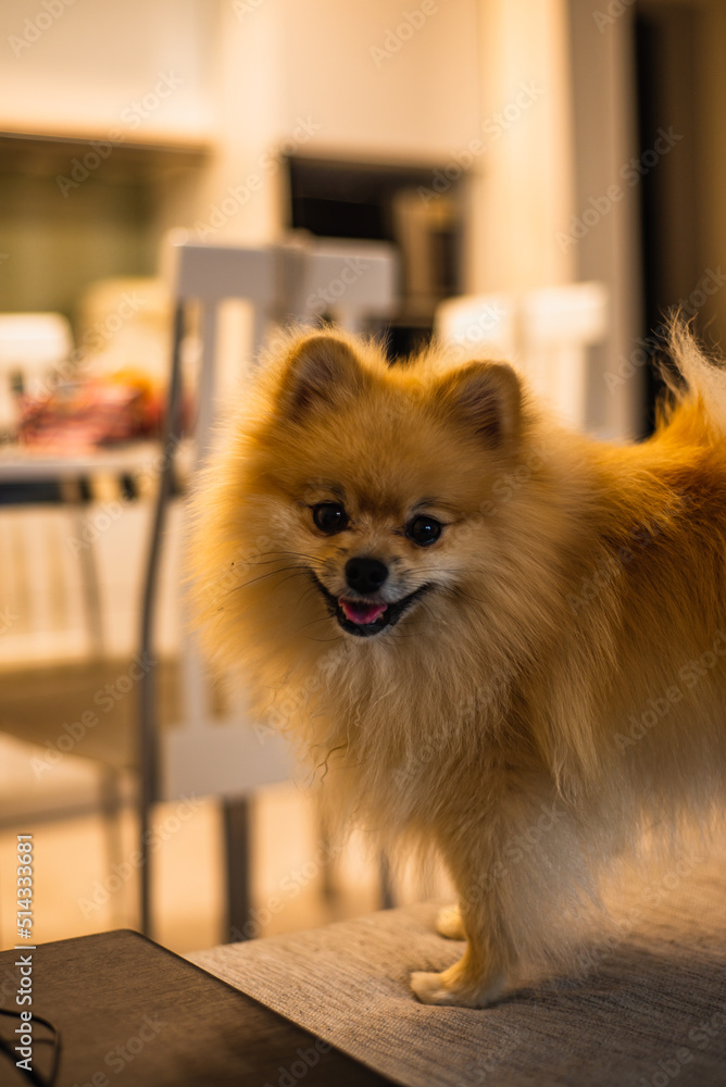 Cute Pomeranian dog at home Cute Pomeranian dog at home
