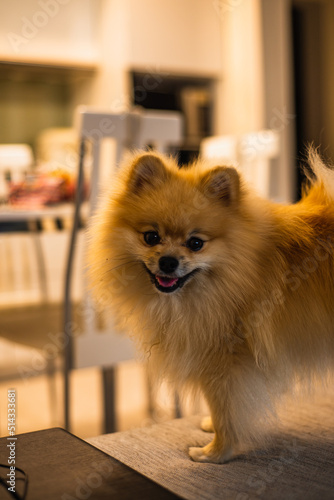 Cute Pomeranian dog at home