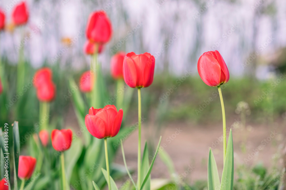 Beautiful colorful red tulip background photo
