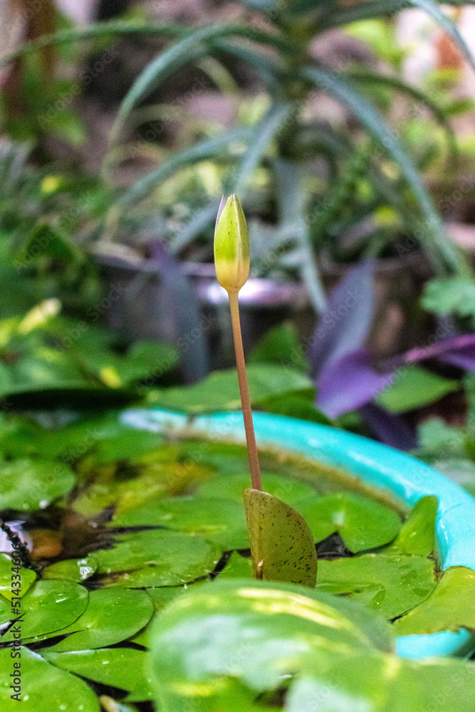Naklejka premium Lirio de agua en su capullo antes de abrirse