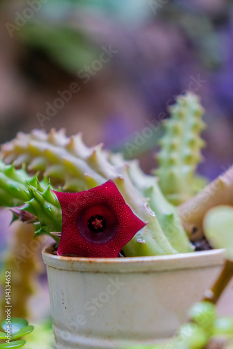Ojo de dragón, flor de cactus en jardín casero