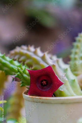 Ojo de dragón, flor de cactus en jardín casero