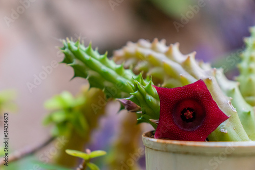 Ojo de dragón, flor de cactus en jardín casero