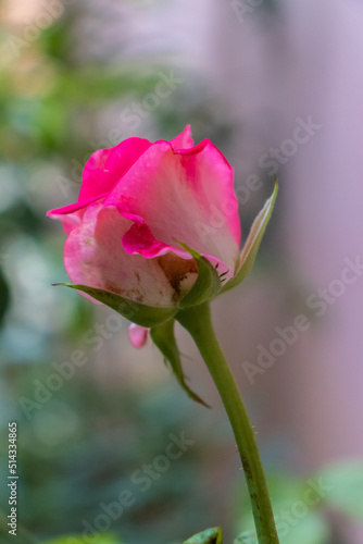 Rosa abriendo su capullo  rosa con motas  rosa sobre fondo verde y cafe