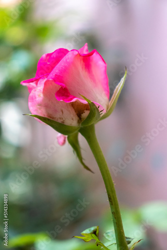 Rosa abriendo su capullo, rosa con motas, rosa sobre fondo verde y cafe
