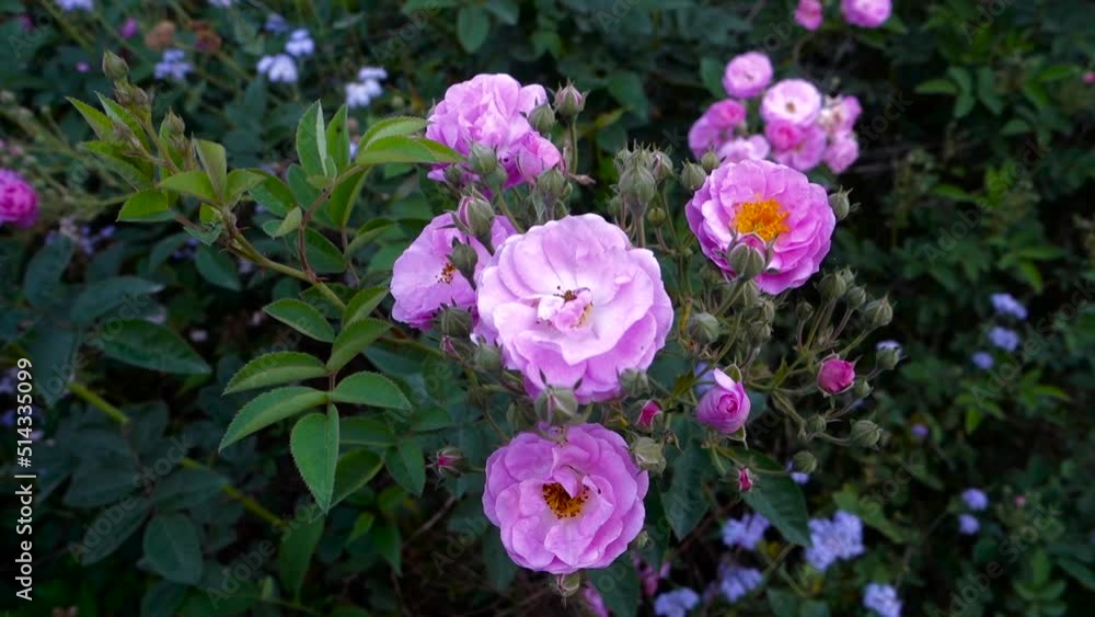 A close up shot of pink Garden Roses, Garden roses are predominantly hybrid roses that are grown as ornamental plants in private or public gardens. A close up shot of pink Garden Roses, Garden roses are predominantly hybrid roses that are grown as ornamental plants in private or public gardens.