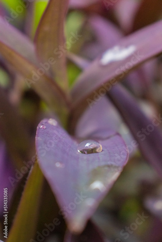 Gota de agua sobre Magueyito, en Jardín casero
