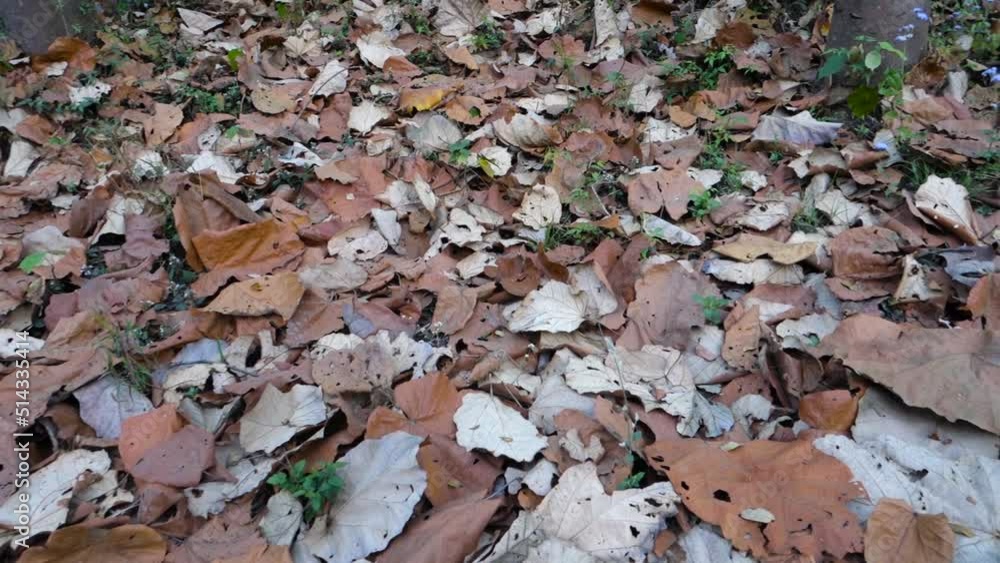 Panning shot of Colorful dried fallen Sal tree, Shorea robusta leaves on the ground during autumn season in an Indian forest. Panning shot of Colorful dried fallen Sal tree, Shorea robusta leaves on the ground during autumn season in an Indian forest.
