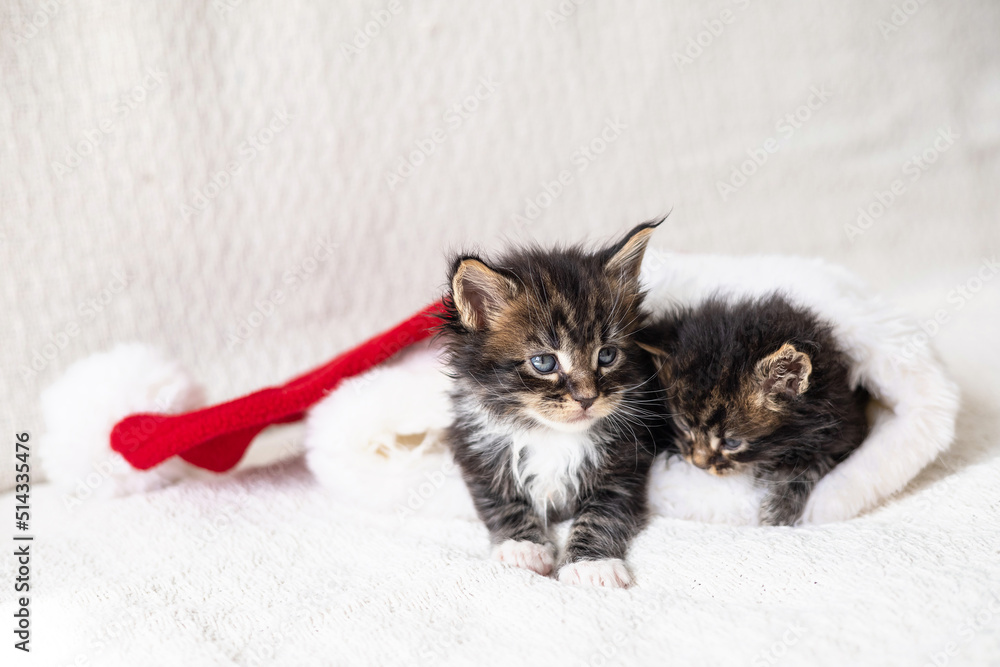 Merry Christmas and Merry New Year. Two cute fluffy maine coon kittens are lying inside Santa's hat on a light background. place for text Merry Christmas and Merry New Year. Two cute fluffy maine coon kittens are lying inside Santa's hat on a light background. place for text