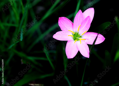 pink curcuma flower