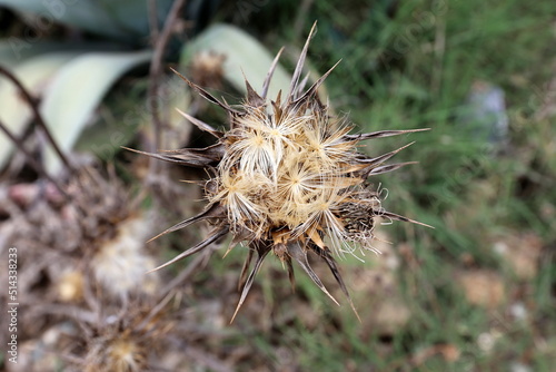 Close-up nature of northern Israel