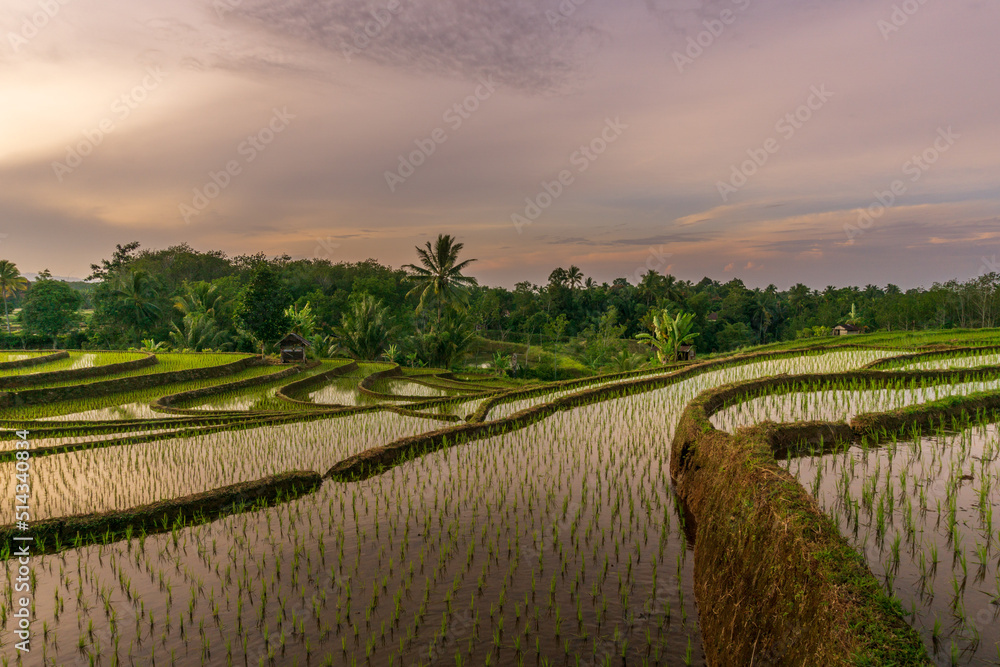 the view of the morning sun shining on the rice terraces of Indonesia