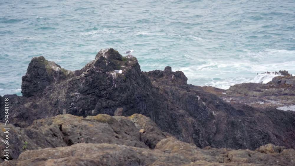 Nesting seagull birds on rocky blue ocean coastline wilderness Nesting seagull birds on rocky blue ocean coastline wilderness