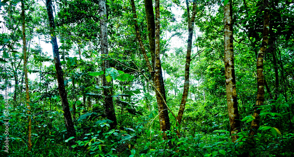 Indonesian tropical rain forest.
East Kalimantan, Indonesia
