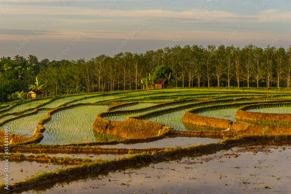 panoramic views of mountain reflections and beautiful rice terraces in the morning in Indonesia