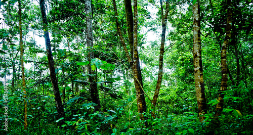 Indonesian tropical rain forest. East Kalimantan  Indonesia 