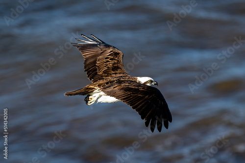 Osprey in flight