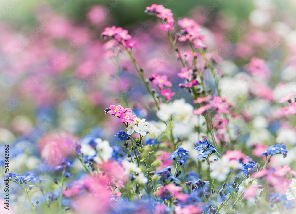 Pink and blue flowers in the field Pink and blue flowers in the field