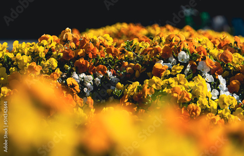field of yellow and orange flowers