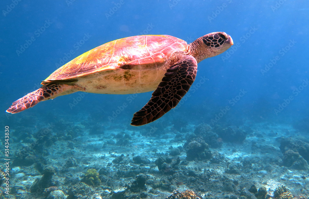 Fototapeta premium A Green sea turtle swimming in Pescador island Philippines 