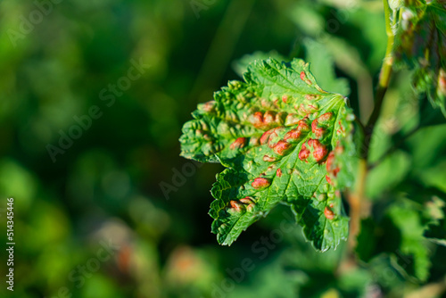 Leaf of a red currant of the amazed sheet plant louses photo