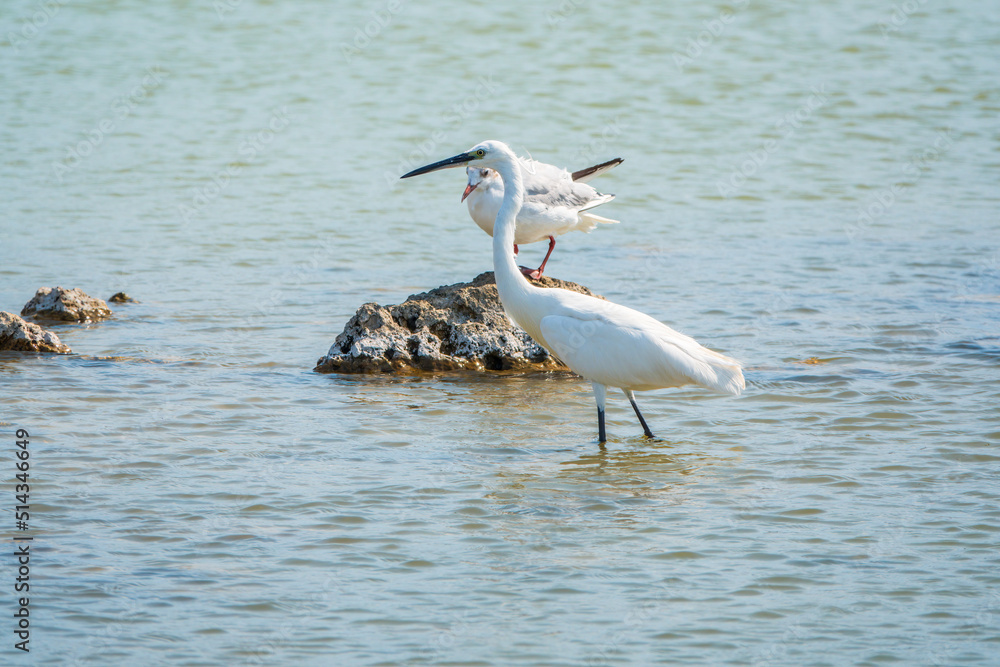 The small white heron or Little egret stands in the lake The small white heron or Little egret stands in the lake