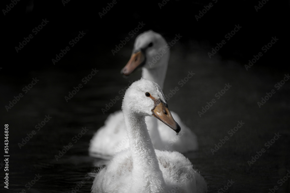Fototapeta premium Baby swan