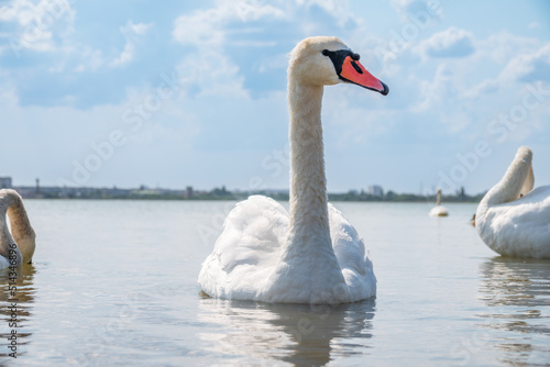 Graceful white Swan swimming in the lake  swans in the wild. Portrait of a white swan swimming on a lake.