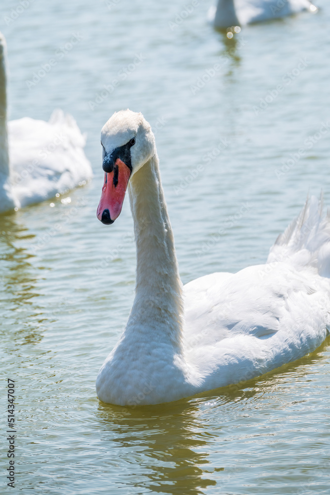 Obraz premium A large flock of graceful white swans swims in the lake., swans in the wild