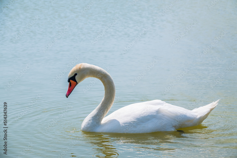 Fototapeta premium Graceful white Swan swimming in the lake, swans in the wild. Portrait of a white swan swimming on a lake.