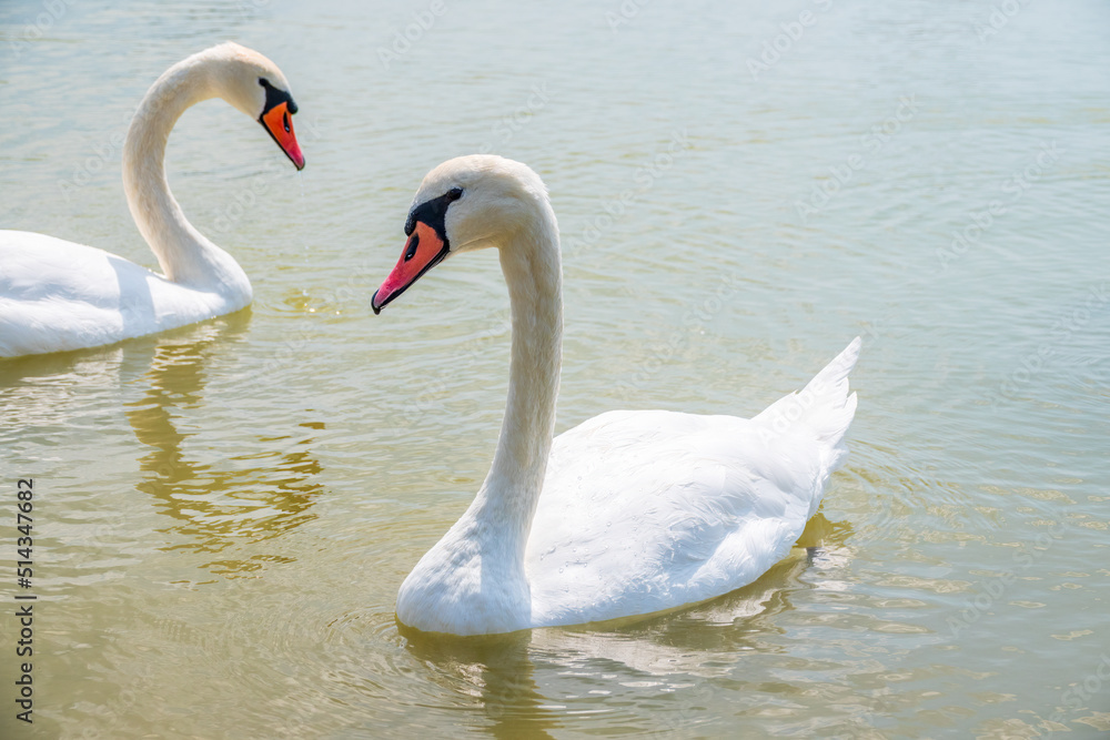 Two Graceful white Swans swimming in the lake, swans in the wild Two Graceful white Swans swimming in the lake, swans in the wild