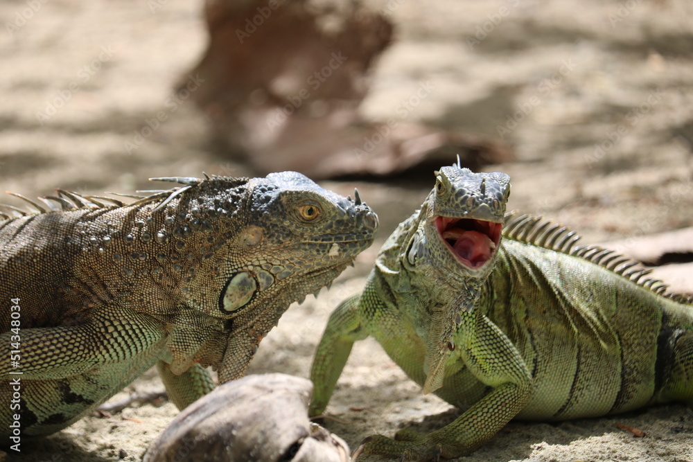 iguana smiling on the beach iguana smiling on the beach