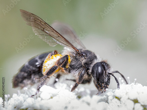 bee on a flower © adrian